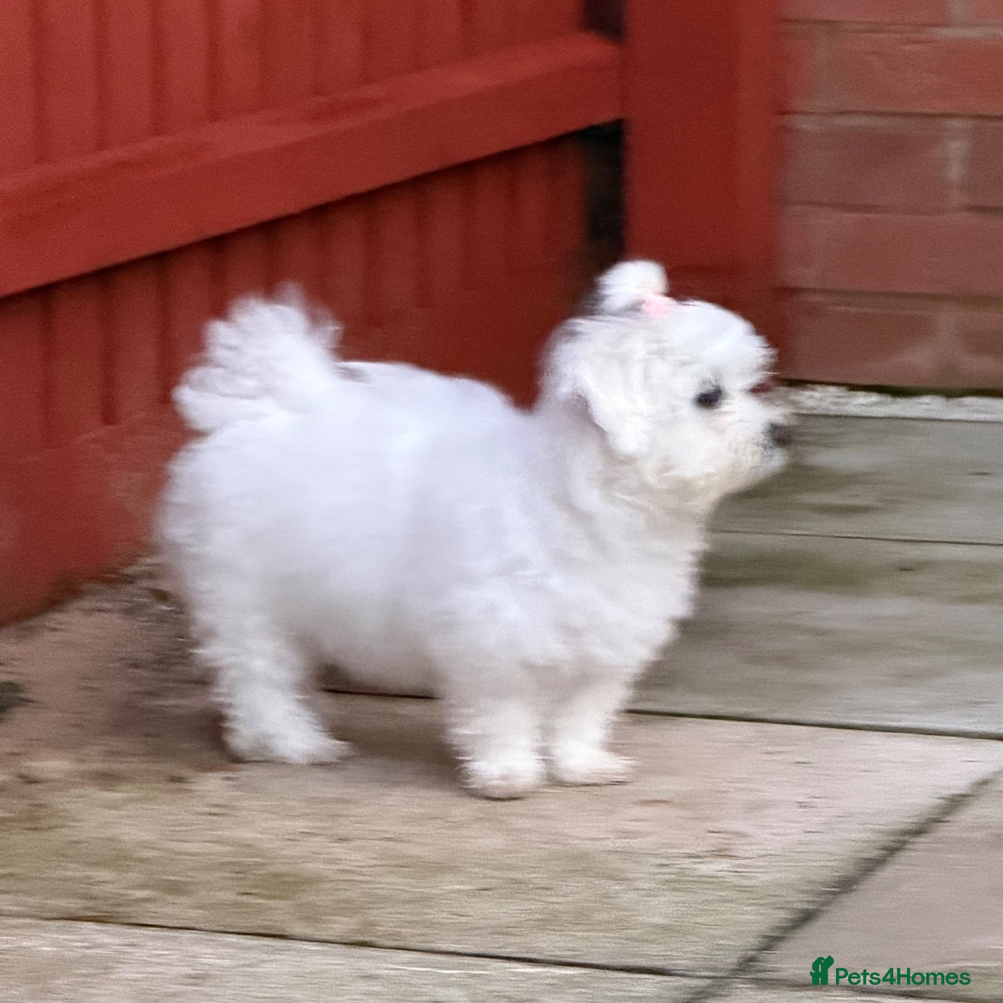 Bichon Frise dogs Molly bichon - Advert 3