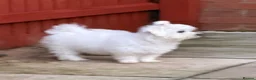 Bichon Frise dogs for sale: Molly bichon in Corby - Advert 1