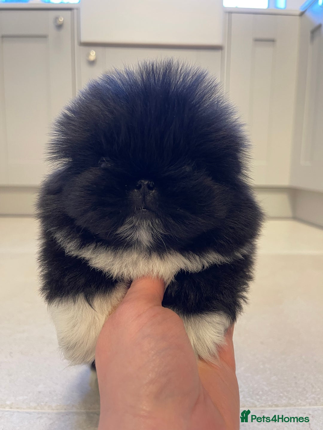 Pekingese dogs for sale: Gorgeous KC registered Pekingese Puppies  - Advert 8