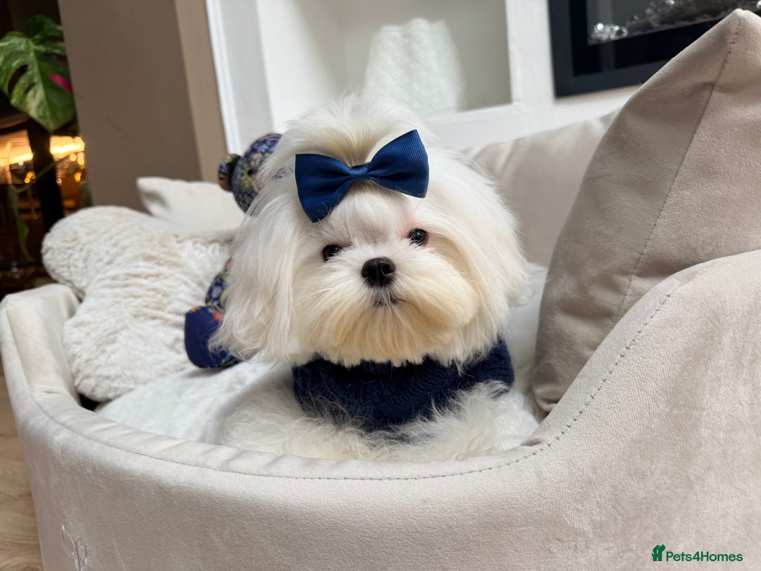 Maltese dogs for sale: Beautiful 6 month old Maltese Puppy Ready Now - Advert 25