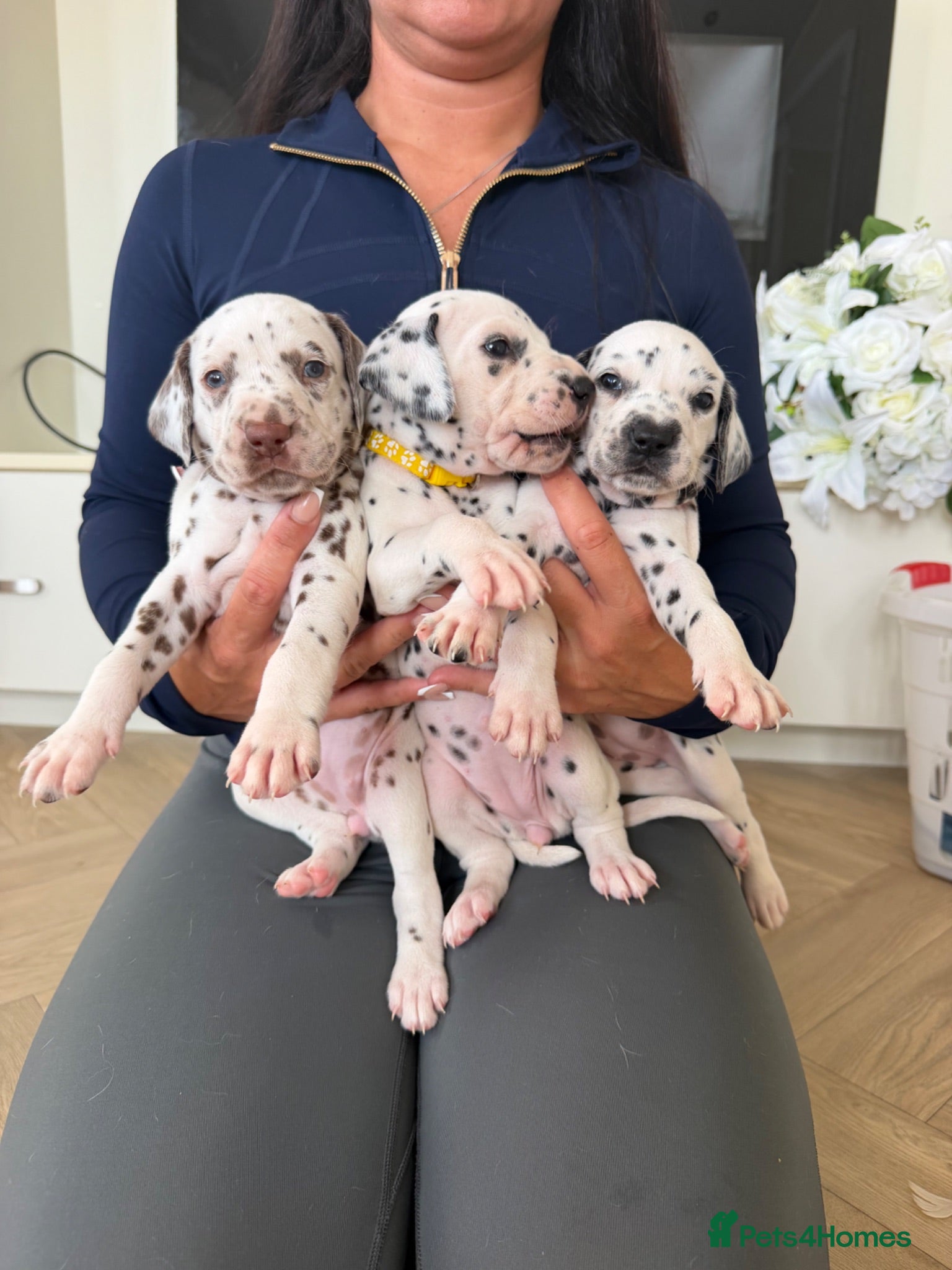 Dalmatian dogs 🐾🏆Dalmatian puppies🏆🐾 - Advert 4