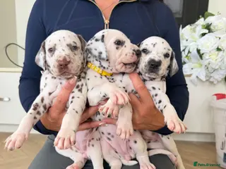 Dalmatian dogs 🐾🏆Dalmatian puppies🏆🐾 - Advert 4