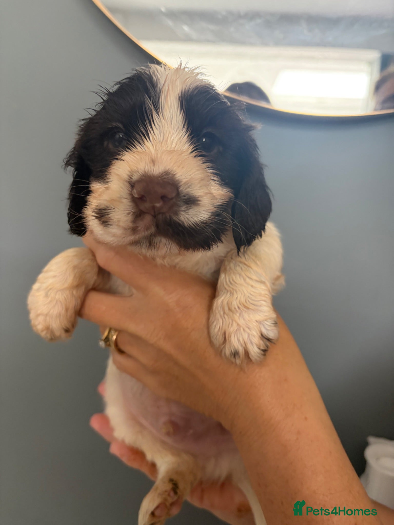 Cocker Spaniel dogs 🐶 2 SHOW COCKER PUPS 🐶 HEALTH TESTED PARENTS - Advert 1
