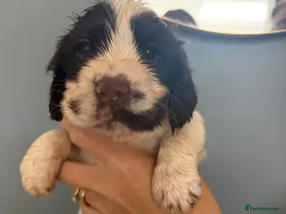 Cocker Spaniel dogs 🐶 2 SHOW COCKER PUPS 🐶 HEALTH TESTED PARENTS - Advert 1
