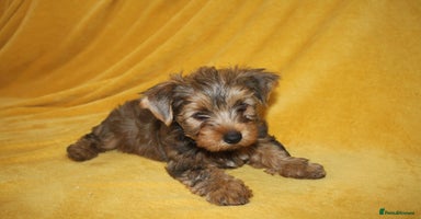 Yorkshire Terrier dogs - Advert 11