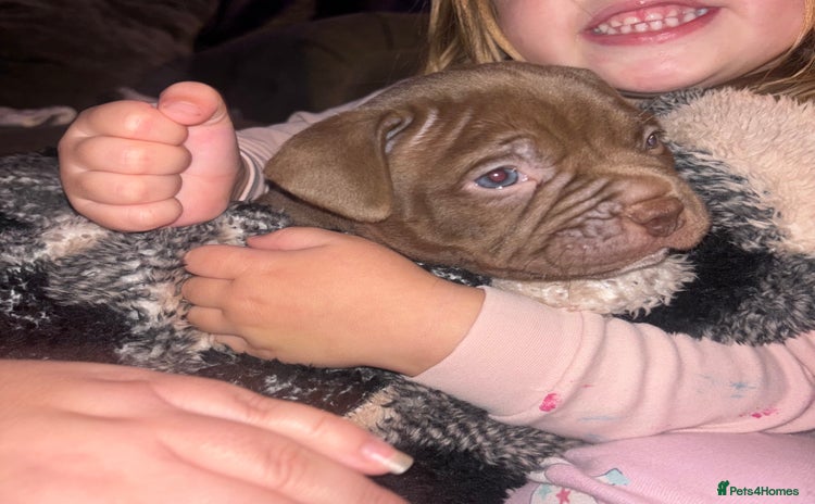 American Bully dogs Pocket bully pups ready too leave 11th dec - Advert 9