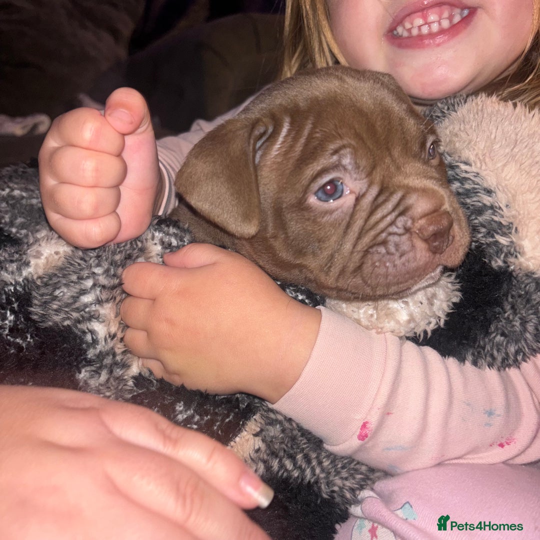 American Bully dogs for sale: Pocket bully pups ready too leave 11th dec - Advert 17