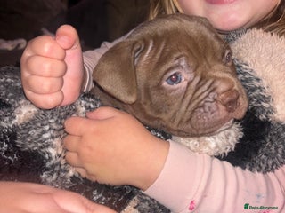 American Bully dogs Pocket bully pups ready too leave 11th dec - Advert 7