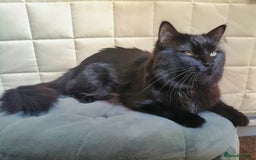 Mixed Breed cats for sale: Maine-Coone/Bombay Mixed Kitten - Image 8