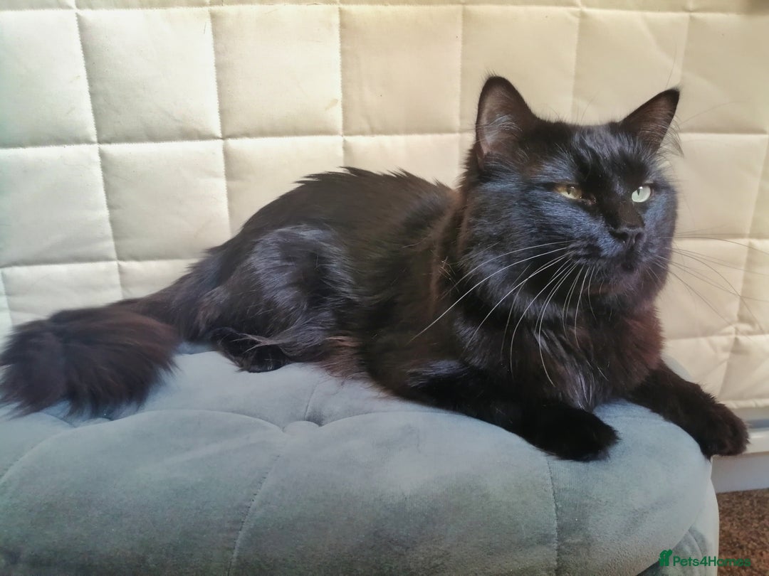 Mixed Breed cats for sale: Maine-Coone/Bombay Mixed Kitten - Image 8