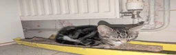 Mixed Breed cats for sale: Need to Go- Last Two, microchip included - Advert 8