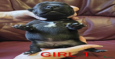 Staffordshire Bull Terrier dogs - Advert 10