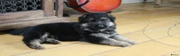 German Shepherd dogs for sale: Outstanding KC Registered German Shepherd Puppies in Newcastle upon Tyne - Advert 14
