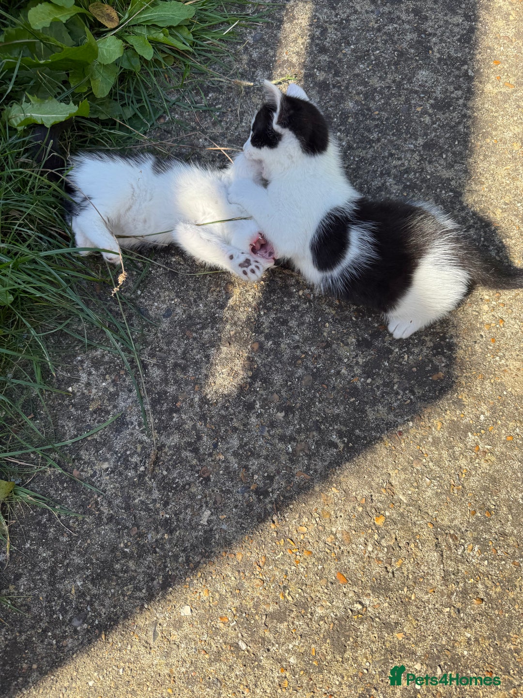 Mixed Breed cats for sale: Black and white kittens  - Image 5