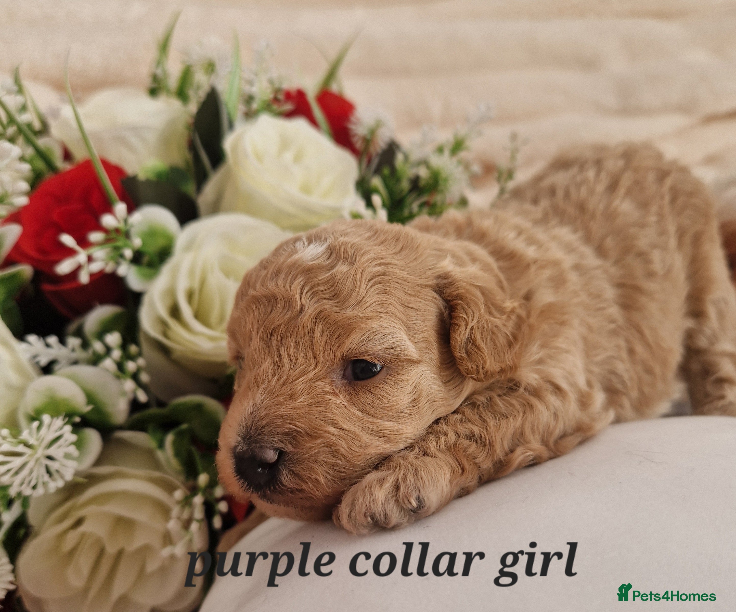 Maltipoo dogs Stunning maltipoo puppies  - Advert 1