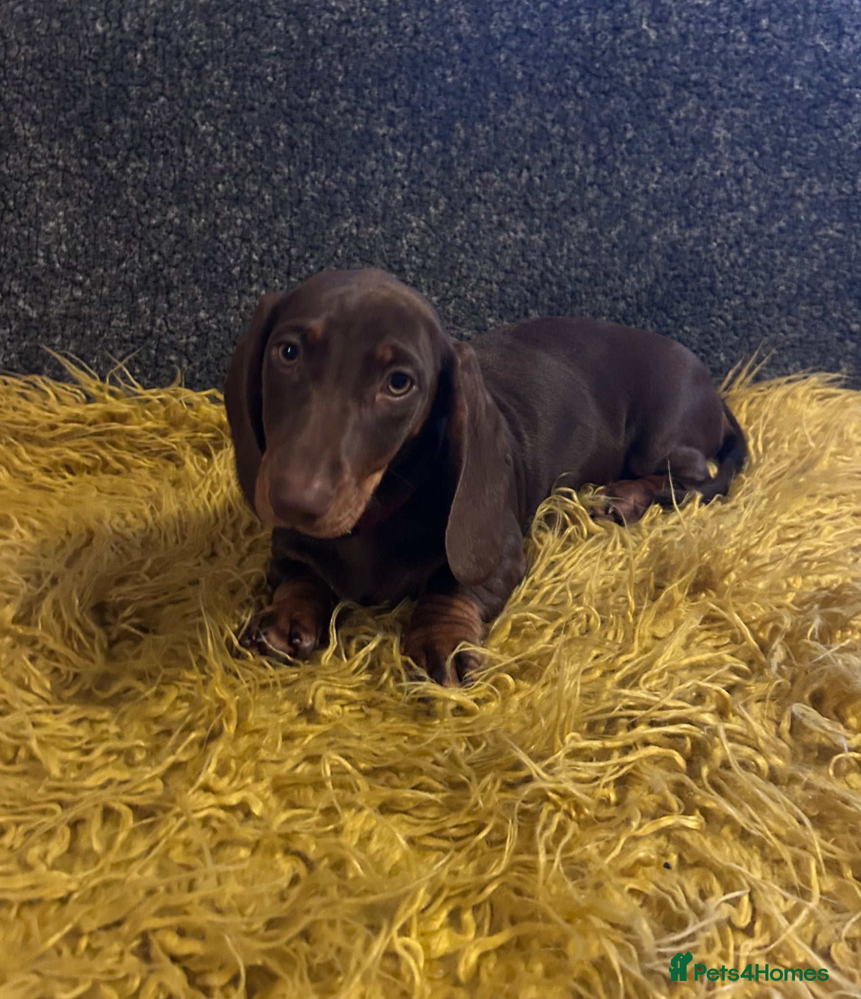 Dachshund dogs Only ONE Girl left Standard dachshund - Advert 1