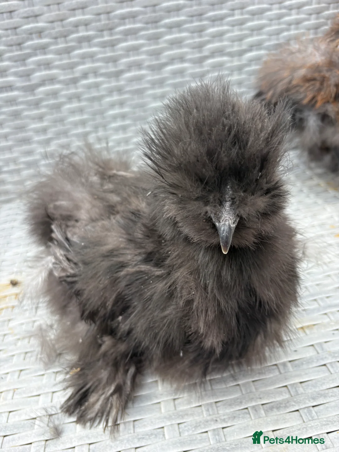 Chickens poultry for sale: Silkie chickens male  - Advert 6