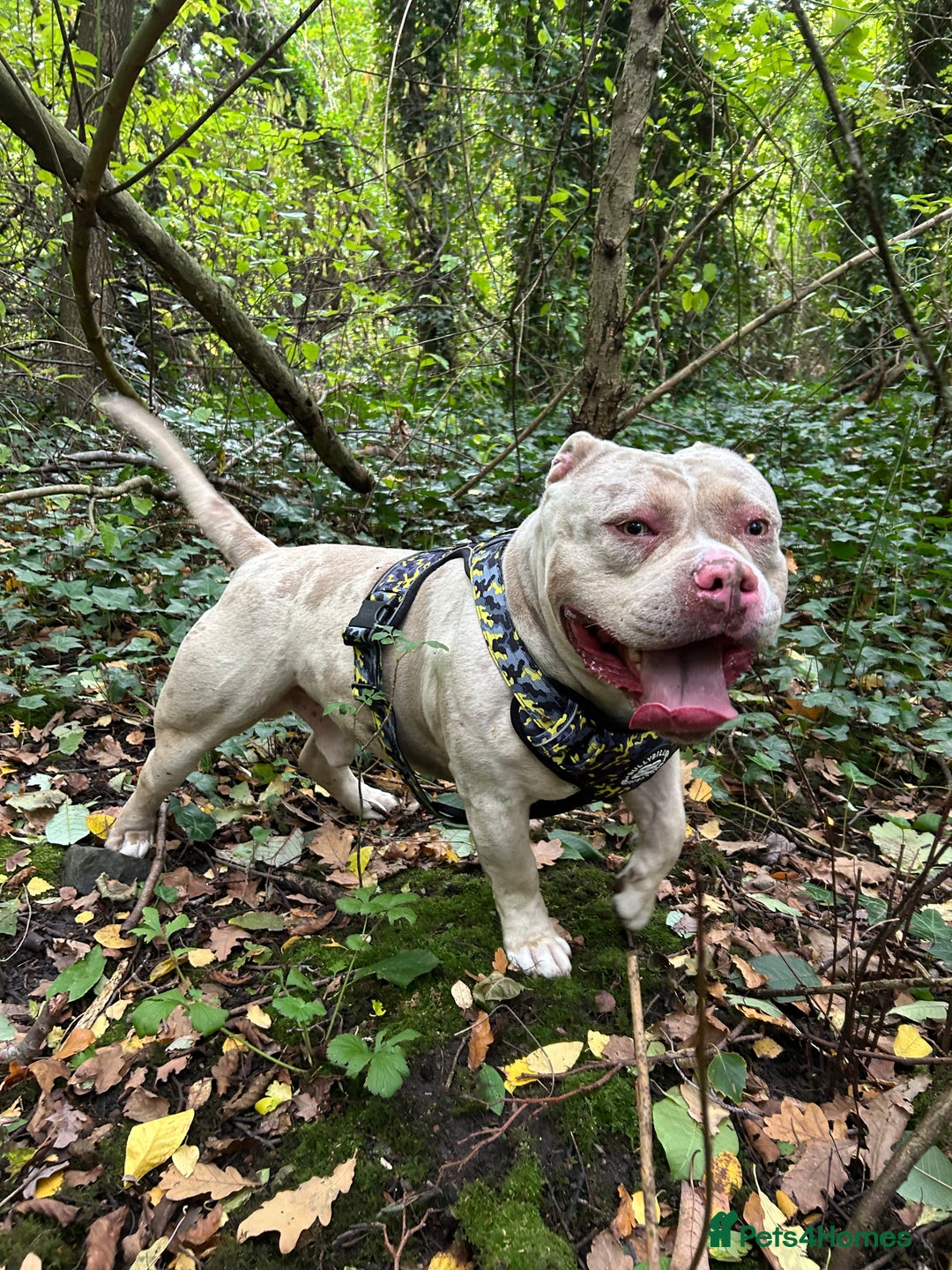 American Bully dogs for stud: Merle pocket bully stud - Image 1