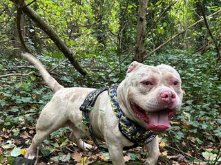 American Bully dogs - Advert 10