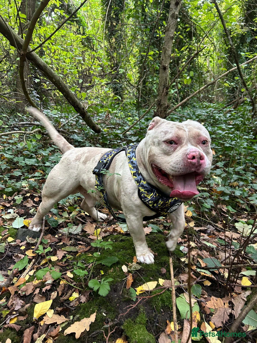 American Bully dogs for stud: Merle pocket bully stud - Advert 1