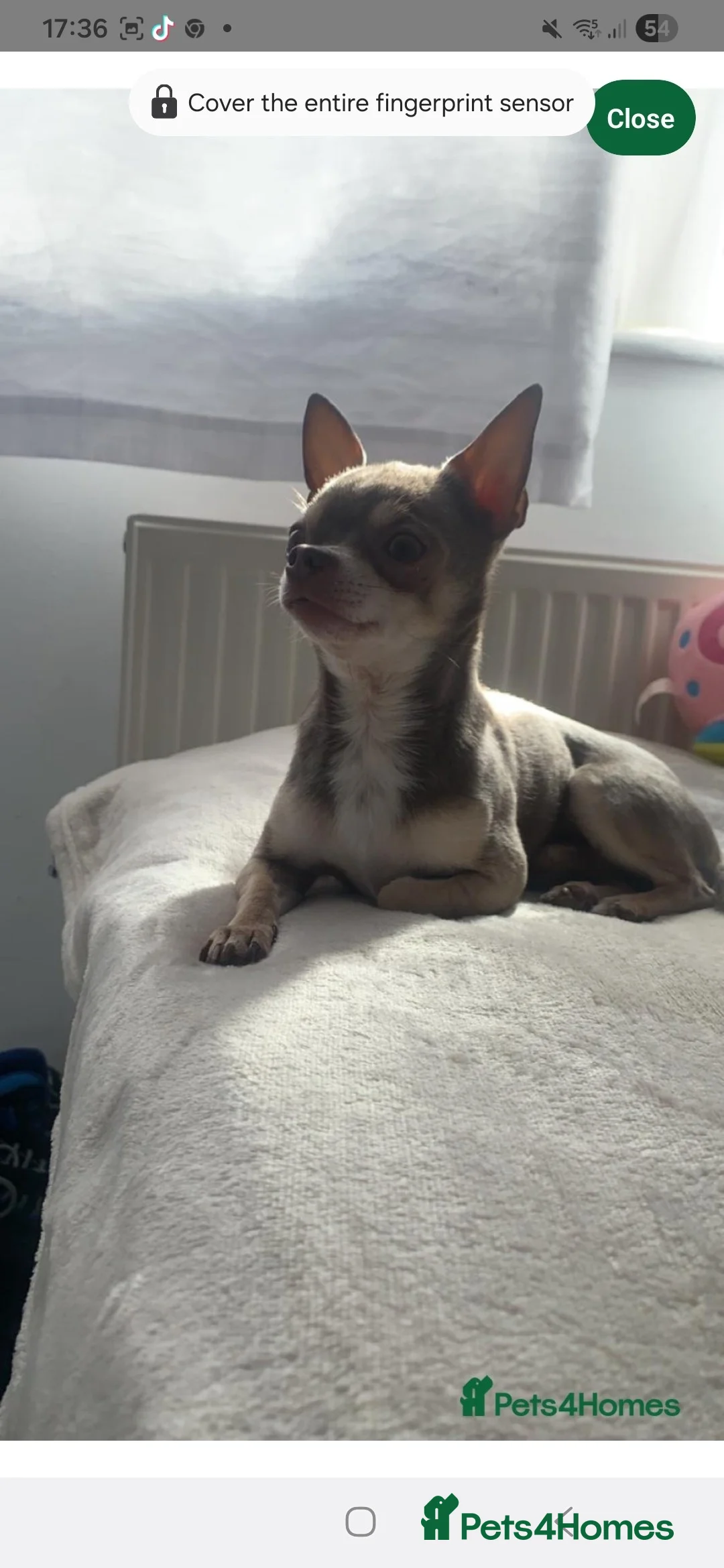 Mixed Breed dogs for sale: Beautiful Babies  - Advert 4