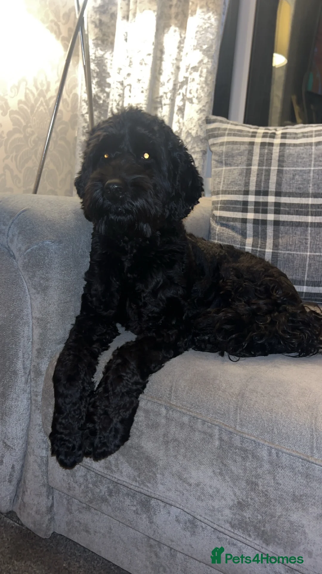 Cockapoo dogs for stud: Beautiful natured cockapoo for stud - Advert 6