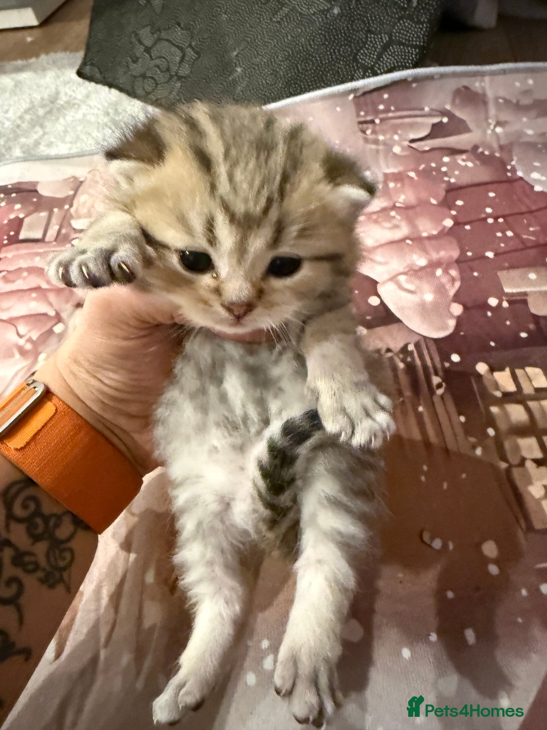 British Shorthair cats for sale: Champion British shorthair kitten  - Advert 12