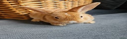 Mini Lop rabbits for sale: Red Rex x Mini Plush Lop - Advert 10