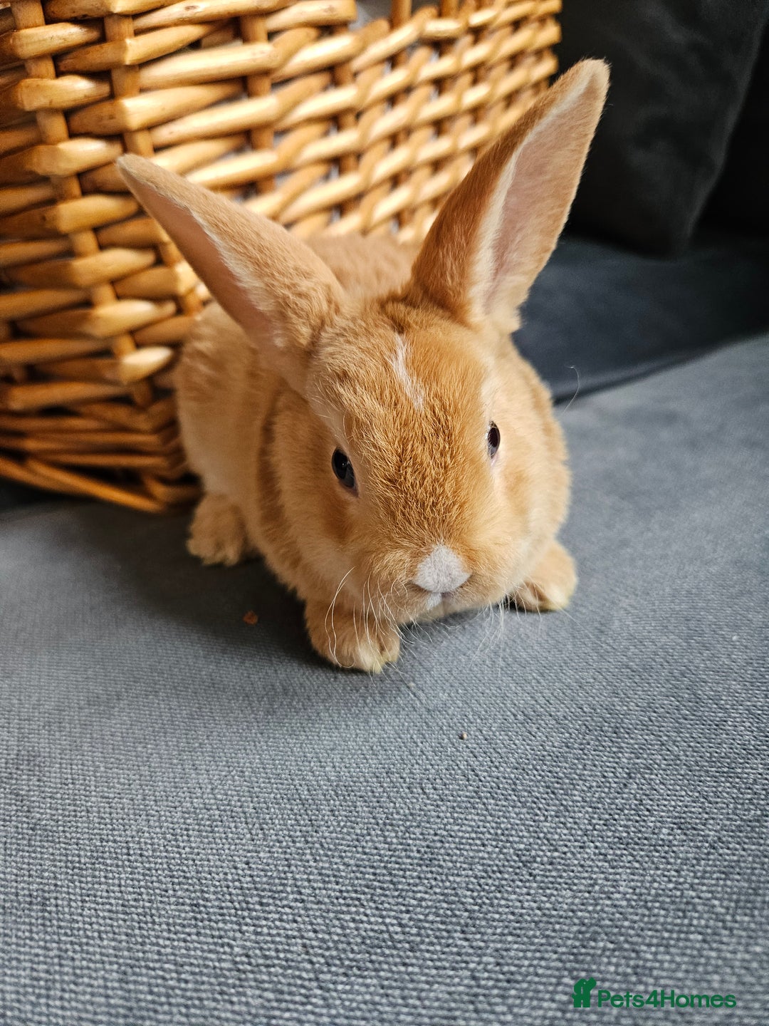 Mini Lop rabbits for sale: Red Rex x Mini Plush Lop - Advert 10