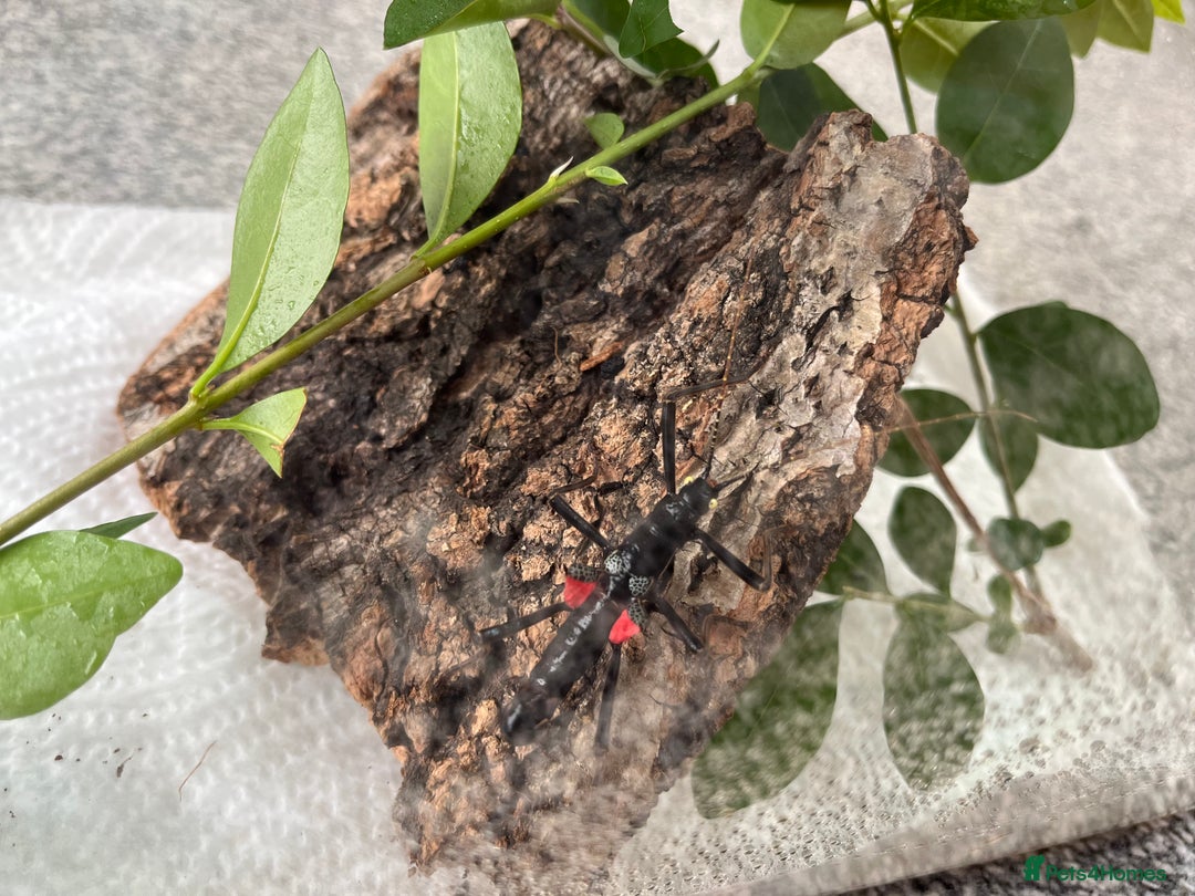 Stick Insects invertebrates for sale: Peruphasma schultei - Image 2