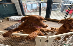 Cocker Spaniel dogs for sale: Extensively Health Tested KC Cocker Spaniels  - Image 20