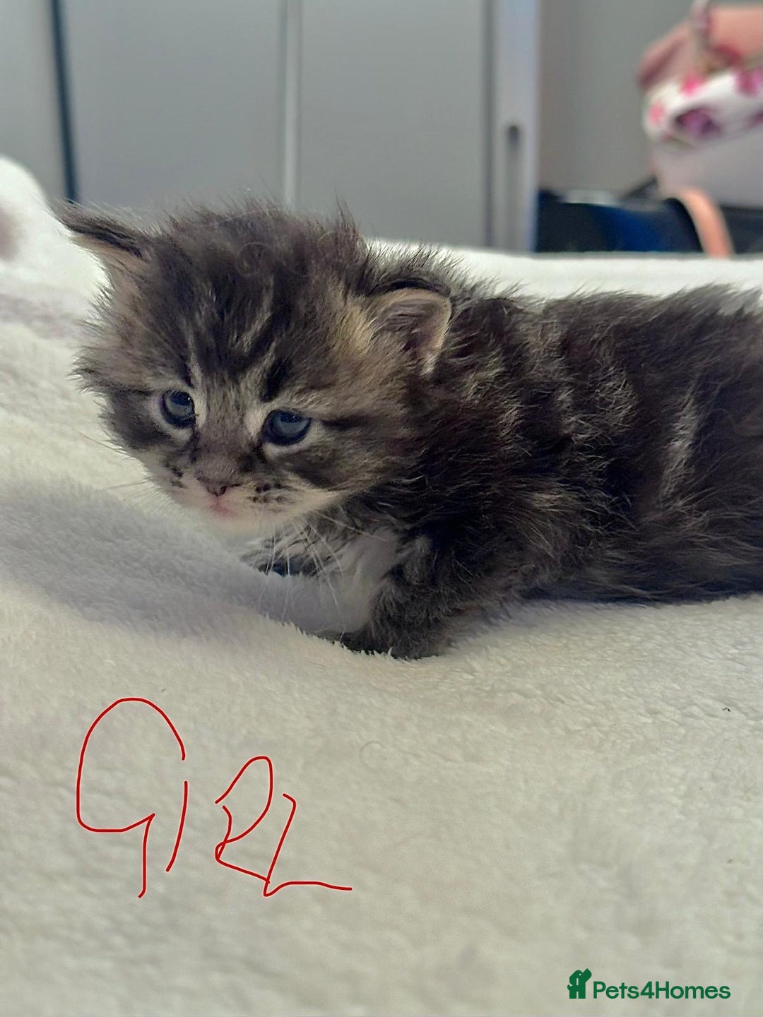 Maine Coon cats for sale: Full breed gorgeous Mainecoon kittens ready Jan 31 - Advert 11