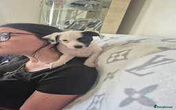 Jack Russell dogs for sale: 1 Beautiful boy Jack Russell puppy left for sale - Image 23