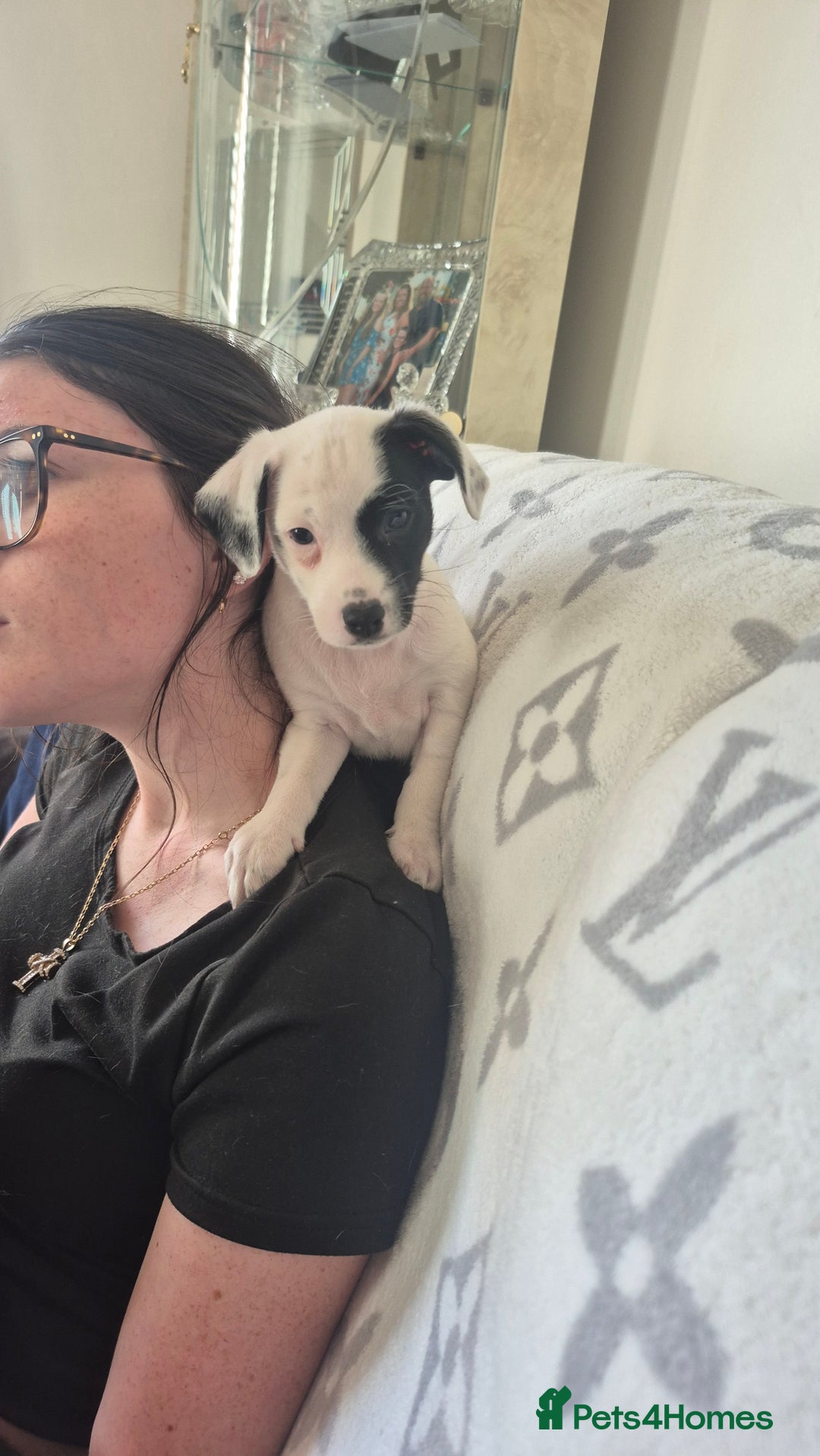 Jack Russell dogs for sale: 1 Beautiful boy Jack Russell puppy left for sale - Image 23