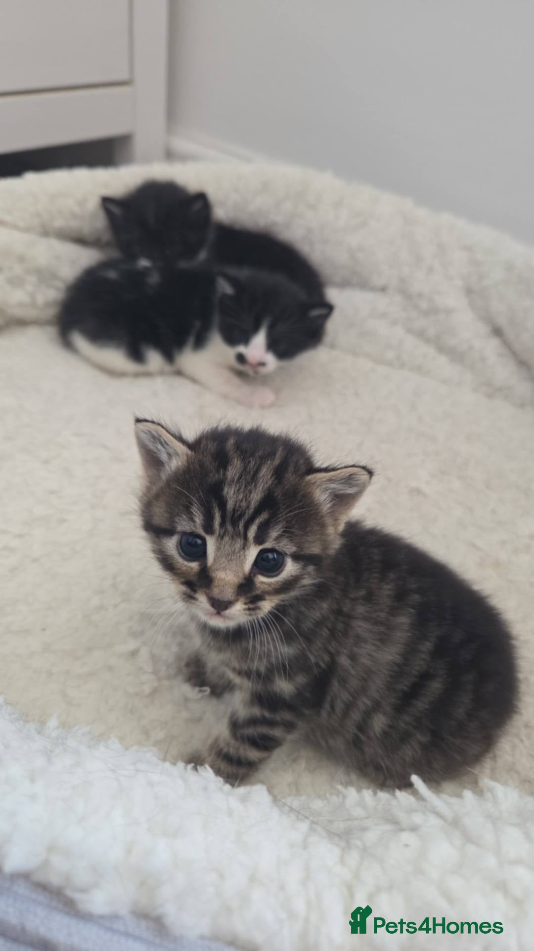 Mixed Breed cats Kittens for sale x5 - Advert 1