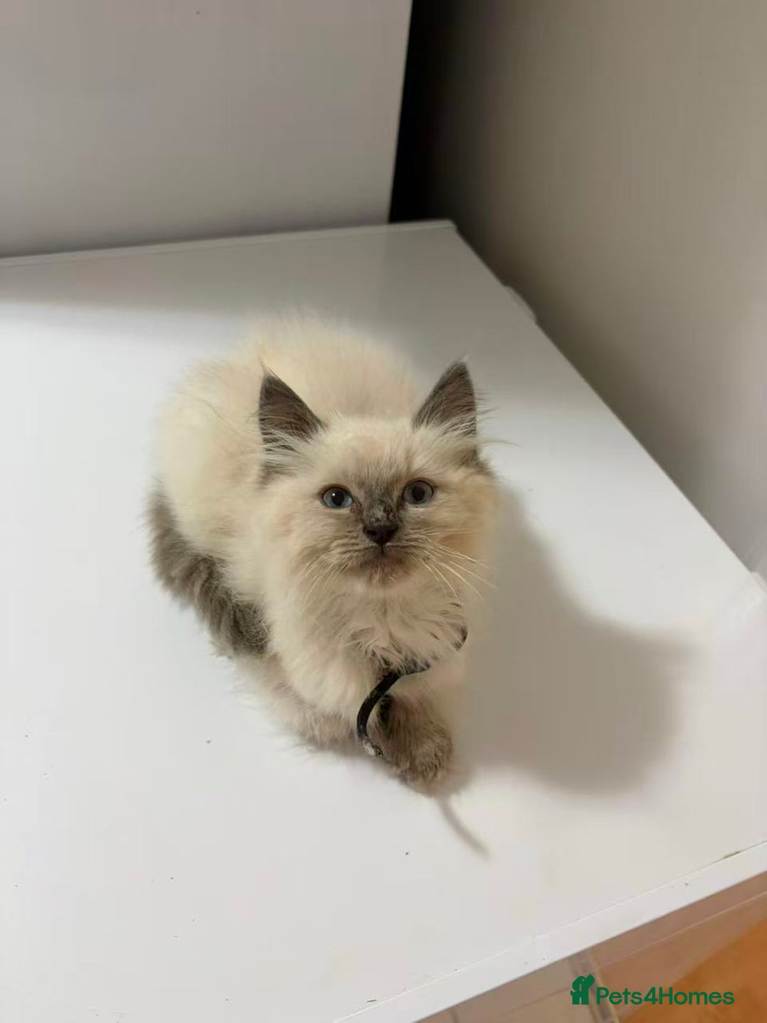 Ragdoll cats for sale: 8 Ragdoll cats for sale - Advert 3