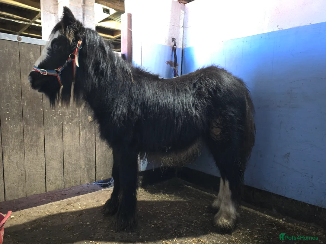 Irish Cob horses for sale: Beautiful 6mth Blagdon Filly - Advert 4