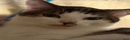 Mixed Breed cats for sale: Male year old - Advert 3