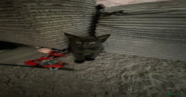 Mixed Breed cats - Advert 3
