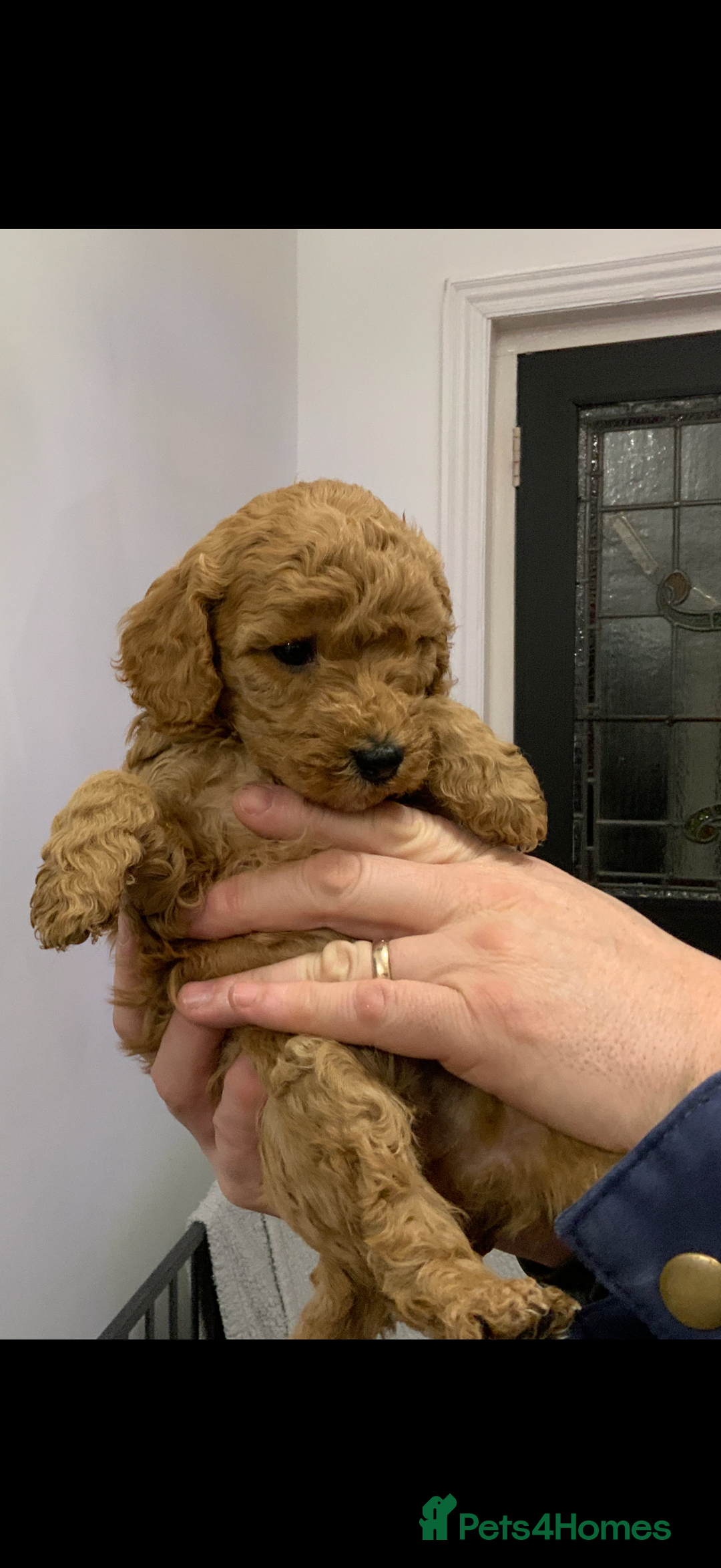 Cockapoo dogs for sale: Beautiful Cockapoo’s puppies for sale  - Advert 4