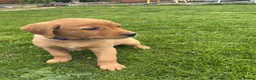 Labrador Retriever dogs for sale: For Red Labrador pups. KC REG/COUNCIL LICENSED  - Advert 6