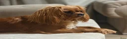 Cavalier King Charles Spaniel dogs for sale: Beautiful KC Reg Cavalier King Charles Girl  - Advert 9