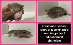 Rat rodents for sale: Adorable dumbo baby rates for sale ♥️ - Advert 14