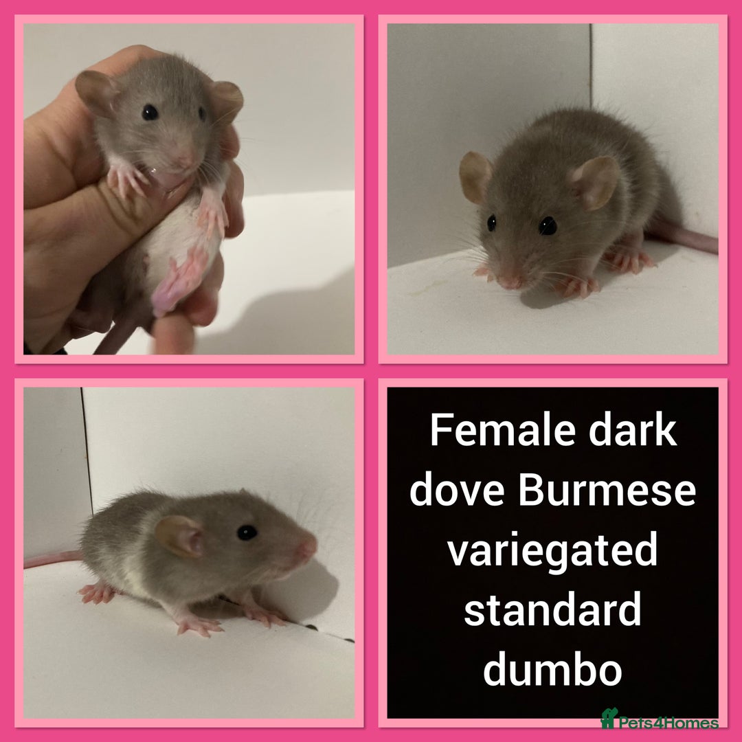 Rat rodents for sale: Adorable dumbo baby rates for sale ♥️ - Advert 14