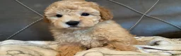 Toy Poodle dogs for sale: Toy poodle puppies  - Advert 14