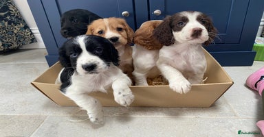 Cocker Spaniel dogs - Advert 13