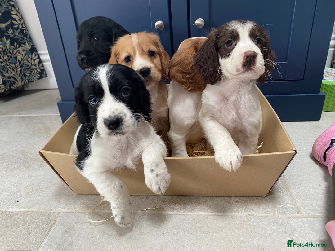 Cocker Spaniel dogs for sale: Cocker Spaniel puppies - Image 6