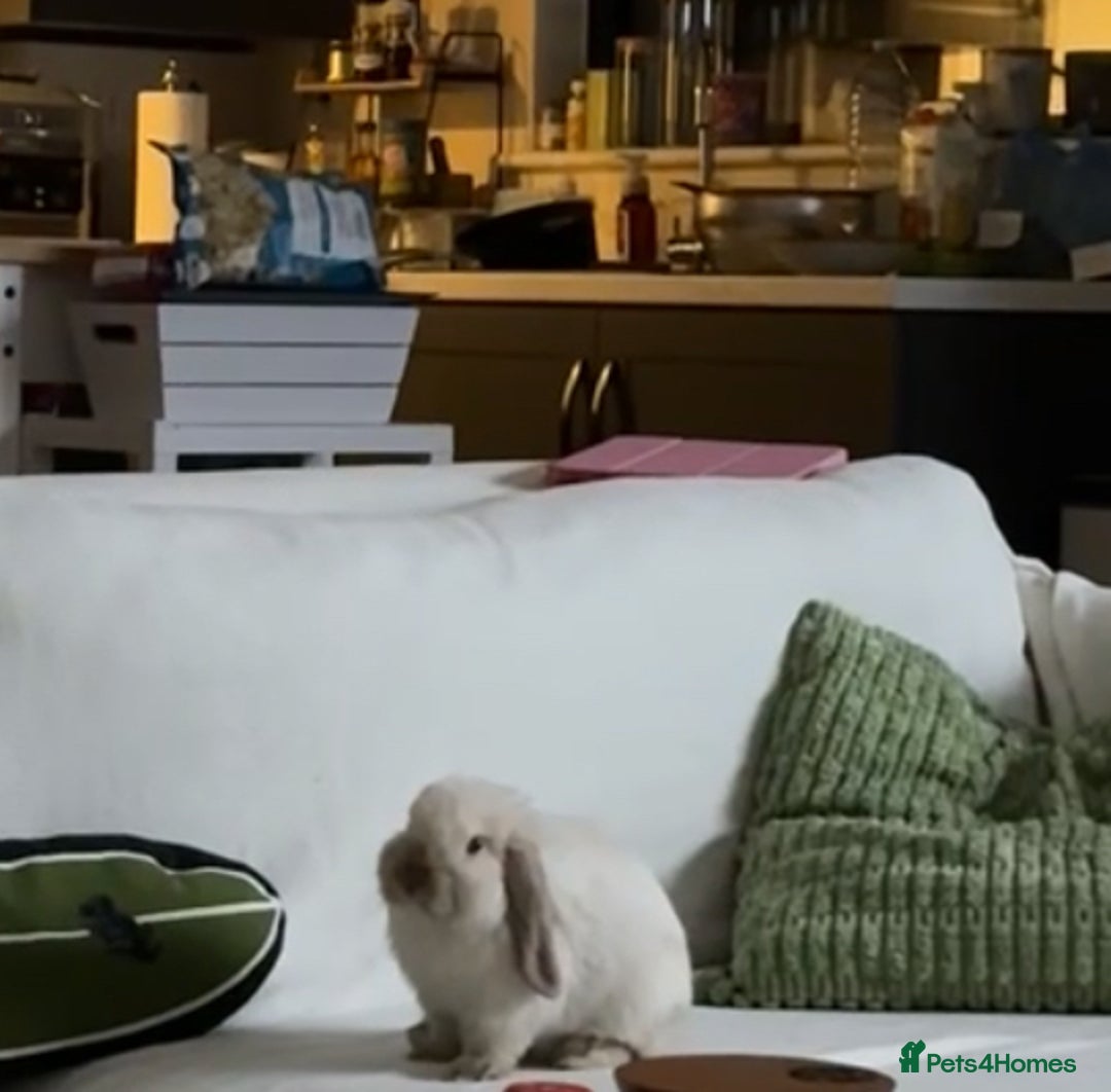 Mini Lop rabbits for sale: Mini Lop looking for loving forever home - Advert 2