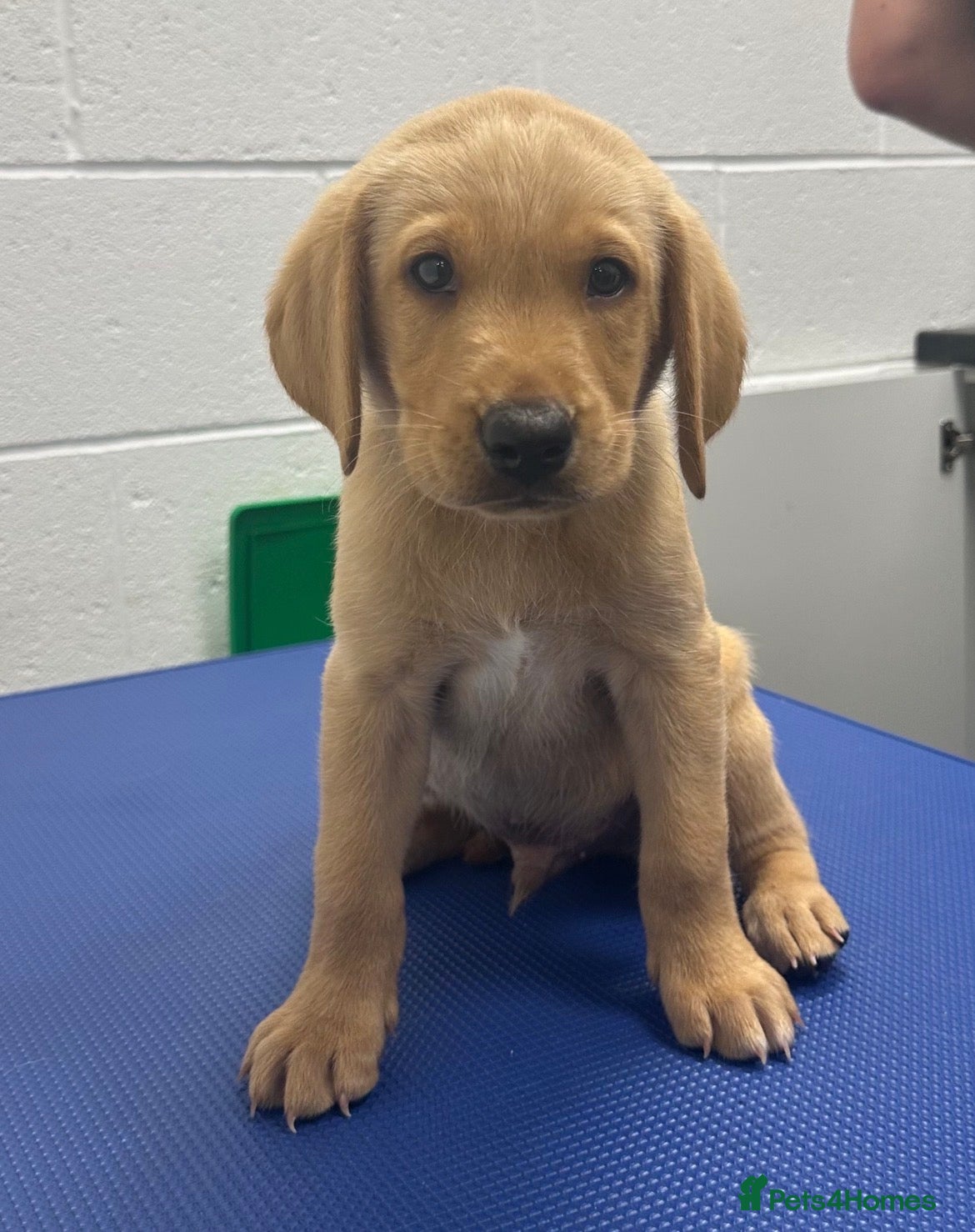 Labrador Retriever dogs for sale: Exceptional KC Reg Labrador Puppies – Due July 4th - Advert 8