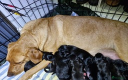 Mixed Breed dogs for sale: Amazing puppies - Image 1